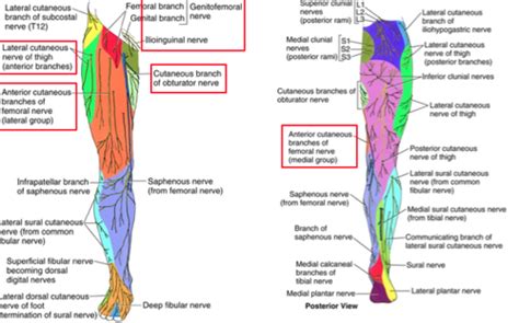Cutaneous Nerves Of The Thigh Flashcards Quizlet
