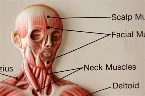 Vintage 3d Human Body Chart Muscular System Human By Thirdshift