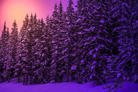 Winter Forest Sunset 4k Ultra Hd Wallpaper Background Image 5472x3648
