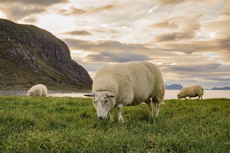 Norwegian Sheeps Norwegian Sheeps Alnes Fyr Sheep Animal Norway