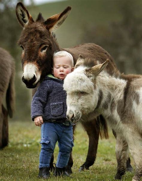 A Boy And His Donkey Friends Miniature Donkey Baby Animals Animals