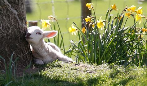 Free Download Little Lamb Spring Grass Sheep Cute Animals Car Pictures