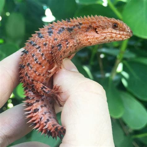 Spiney Tailed Skink Of Australia Springtails Reptiles Food Animals