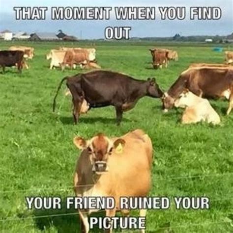 Pin By Roberta Sears On Cows Cows Funny Funny Animal Memes Funny