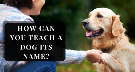 How To Teach A Dog Its Name