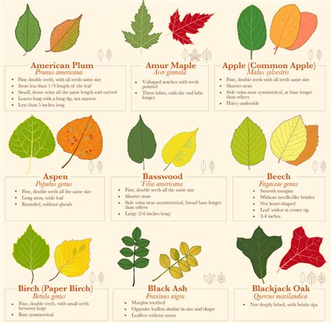Leave Types Leaf Identification Leaf Identification Chart Flowering Trees