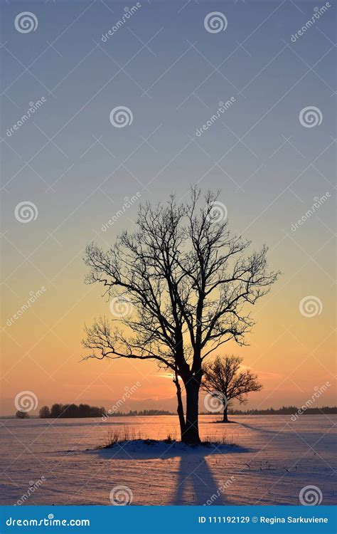 Trees Silhouettes Winter Sunset Stock Image Image Of Lietuva