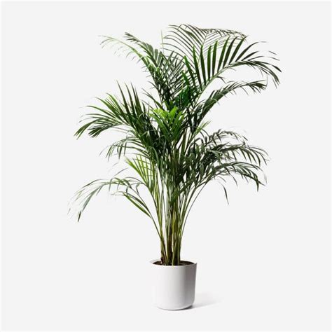 10 Best Indoor Palm Trees To Grow At Home Petal Republic Indoor