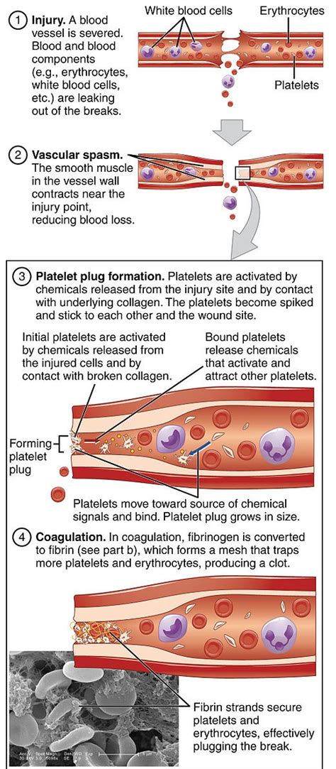 Blood Pressure And Formation Of Blood Clotting — Lesson Science Cbse