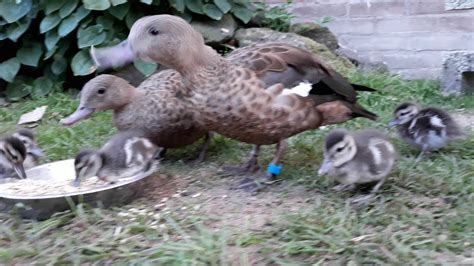 Handfeeding Madagascar Teal Ducklings Youtube