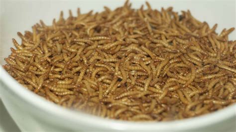 To Save The Planet Maybe Its Time To Start Eating More Insects