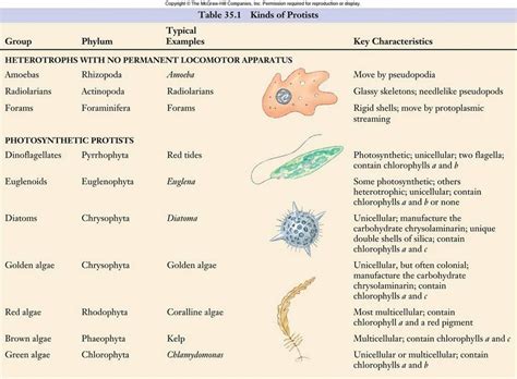 Kingdom Protista Biology4isc