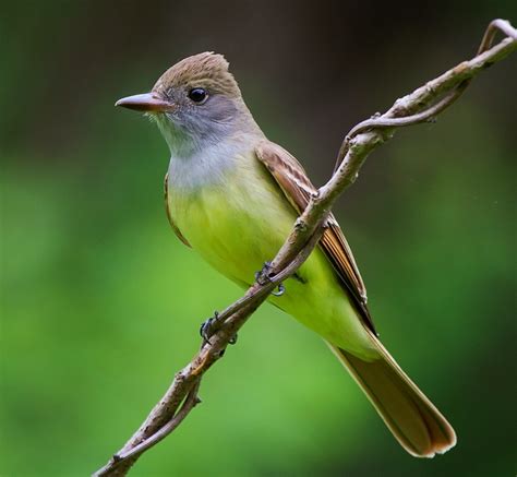 Birds Of The World Great Crested Flycatcher