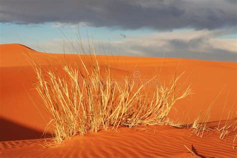 Grass In Desert Stock Image Image Of Barren Sand Concept 54171789