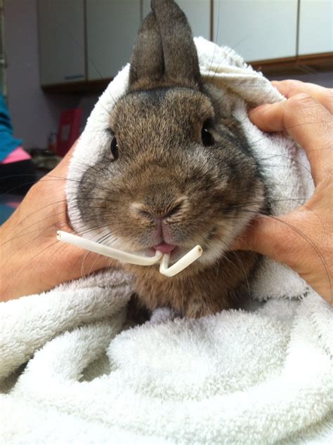 Why Do Some Rabbits Get Dental Disease — Avian And Exotic Animal Clinic