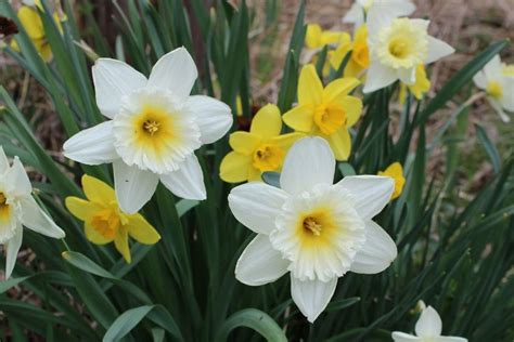 Daffodil Flower Types How To Grow Care And Pictures Florgeous