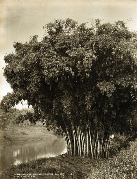43 Hilarious Giant Bamboo Puns Punstoppable 🛑