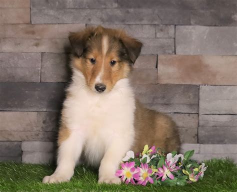 Akc Registered Collie For Sale Fredericksburg Oh Male Tyler Ac
