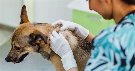 Flea And Tick Control Burragorang Veterinary Clinic