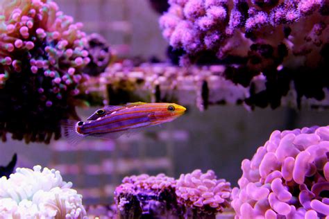 Biota Captive Bred Court Jester Goby Fish And Coral Store