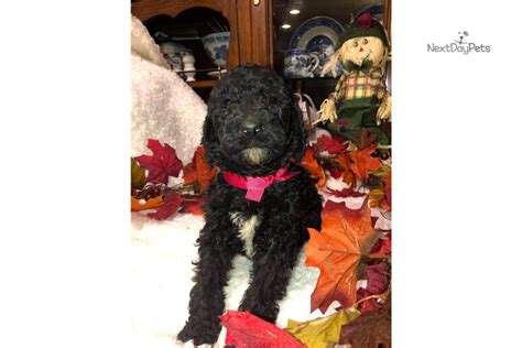 42 red standard poodle puppies near me. Red: Poodle, Standard puppy for sale near Southern WV ...