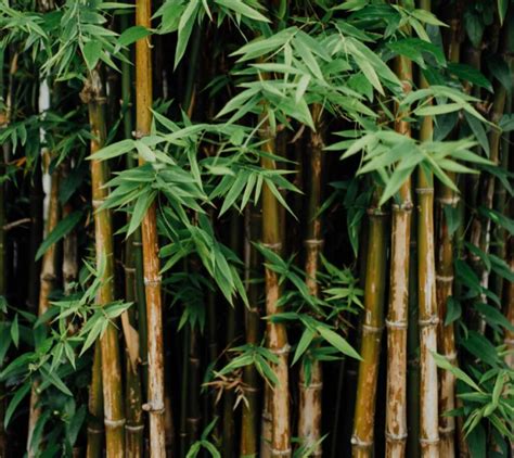 Culture Du Bambou Un Guide Pratique Complet Je Jardinefr