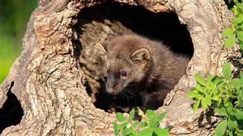 The Return Of The Fisher The Reintroduction Of A Carnivore In The