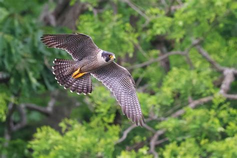 Soaring To Success Peregrine Falcon Conservation