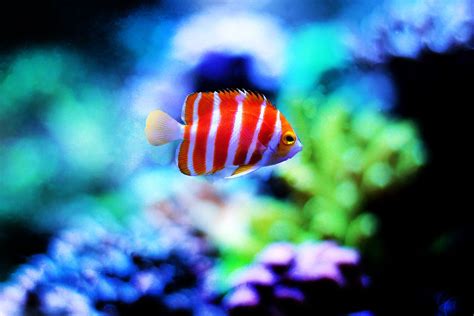 unique  rare saltwater aquarium fish