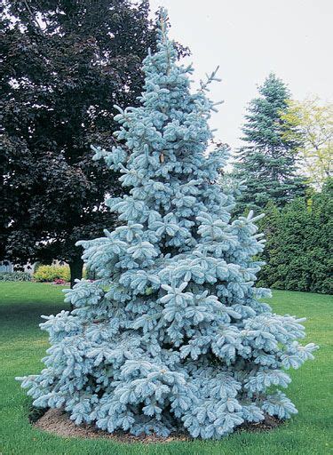This Naturally Dense Blue Spruce Shapes Itself Excellent Silvery Blue