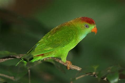 Endamic Birds Of Srilanka Least Concern Birds