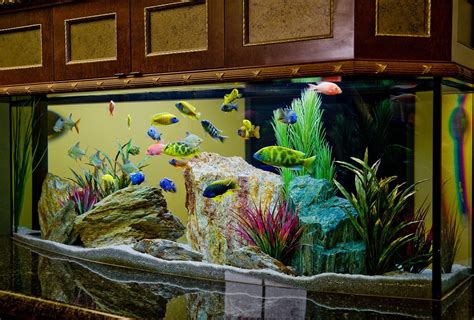 Beauty And Luxury With Saltwater Fish Aquarium Aquarium Design Ideas