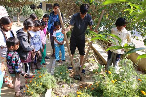 Seed Of Flame Tree Planting In India Mount Madonna School Mount