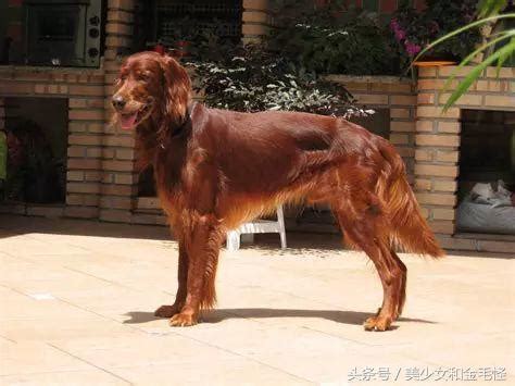 Manage your video collection and share your thoughts. 高登雪達犬的同門師兄弟們：英國雪達犬和愛爾蘭雪達犬 - 每日頭條