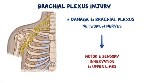 Anatomy Of The Brachial Plexus Video Anatomy Osmosis