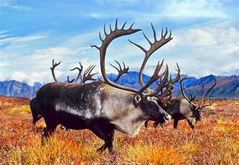 Alaska Wildlife Photo Gallery
