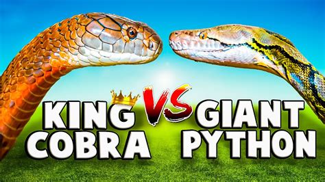 King Cobra Vs Reticulated Python Youtube