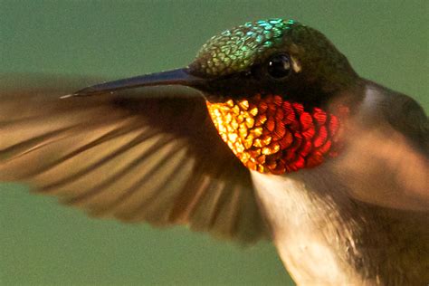 Feather Tailed Stories Ruby Throated Hummingbird