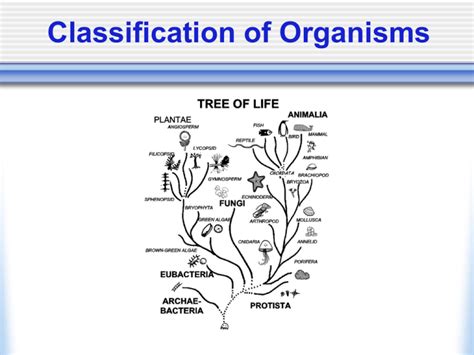 Classification Of Organisms