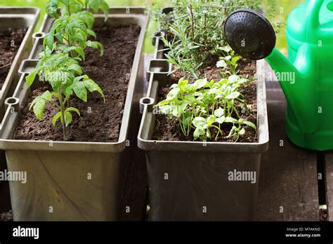 Container Vegetables Gardening Vegetable Garden On A Terrace Herbs Tomatoes Seedling Growing