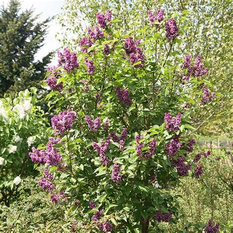 Buy Common Lilac Syringa Vulgaris Charles Joly 89 99 Delivery By Crocus