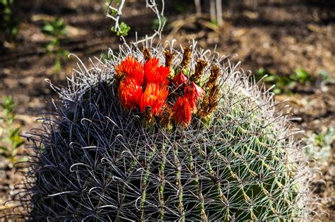 Get caught in the mesmerizing spiral of this iconic cactus. Walking Arizona: Fishhook Barrel Cactus