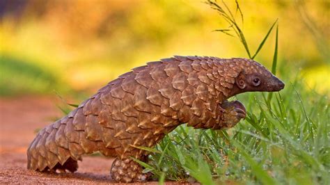 Pangolins are the cutest animals compilation! Cute Pangolin Reptile Wallpapers - 1600x900 - 494313