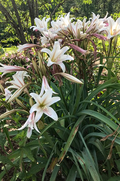 Crinum Lilies Are Long Lasting Show Stoppers Finegardening