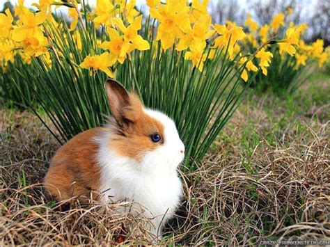 Rabbits In Spring Leaves Wallpapers Wallpaper Cave