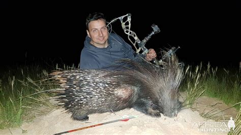 Bow Hunting African Porcupine South Africa