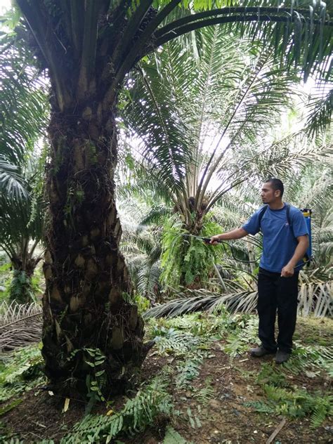 Sukatan baja foliar ezigrow untuk semua tanaman. Baja Foliar EZIGROW Vitamin Setiap Tanaman: Pertama Kali ...
