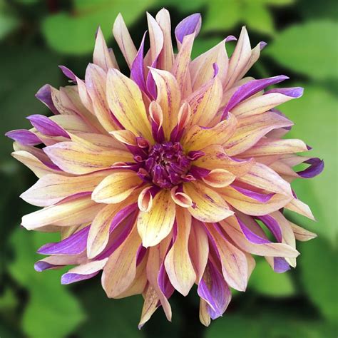 Check spelling or type a new query. Dinner Plate Rainbow Dahlia Seeds 100pcs/pack ...