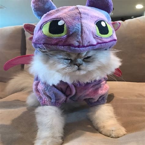 Youngmenheaven Pet Cat Halloween Costumes