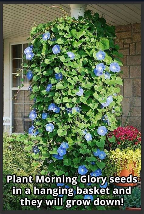 Care Of Morning Glory Plants How And When To Plant Morning Glories